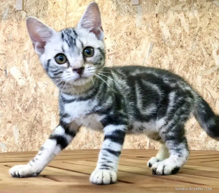 ID：2006-00193の子猫