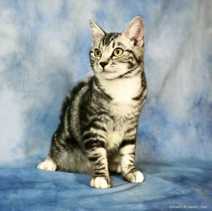 ID:2310-01953の子猫