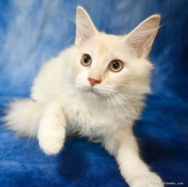 ID：2305-00863の子猫