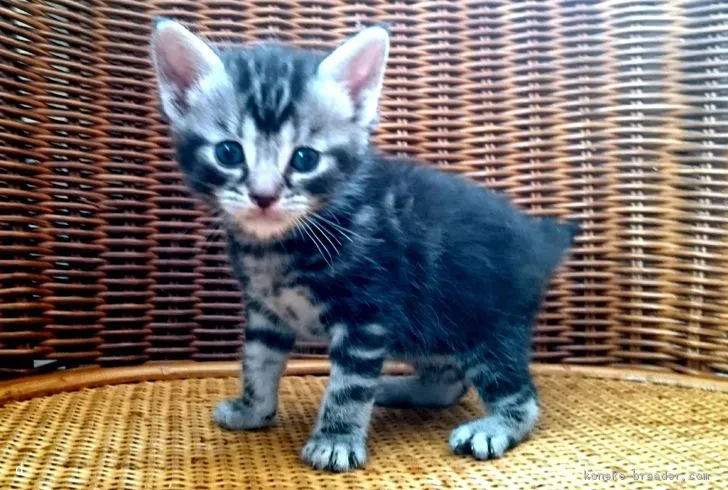 ID：1803-01029の子猫