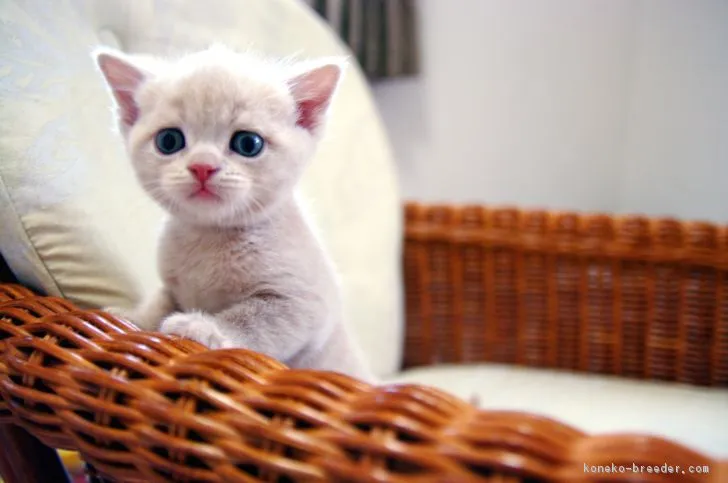 ID：1706-00018の子猫