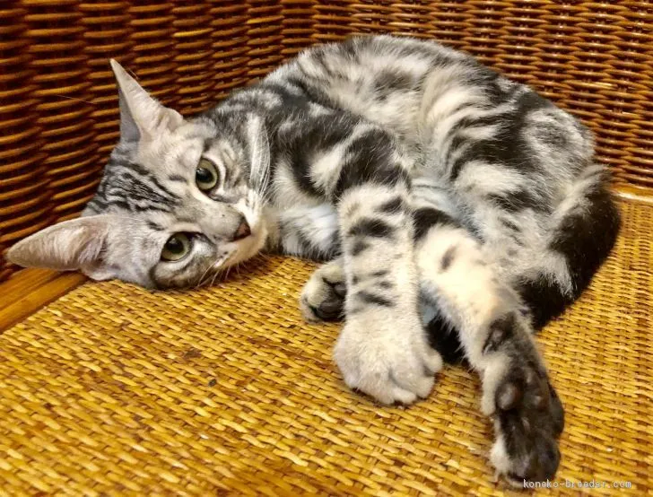 ID：1910-01827の子猫