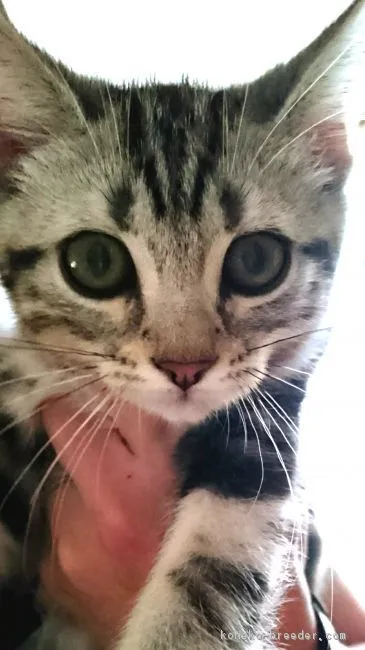 ID：1803-01025の子猫