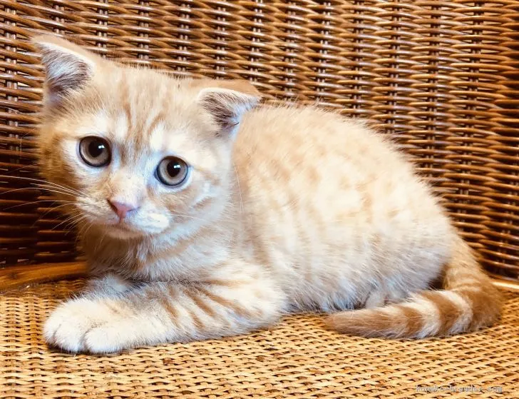 ID：1909-00398の子猫