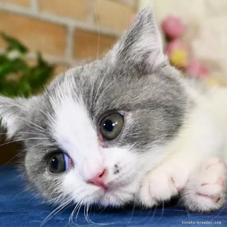 ID:2407-00341の子猫