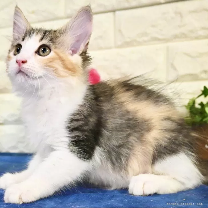 ID:2408-03032の子猫