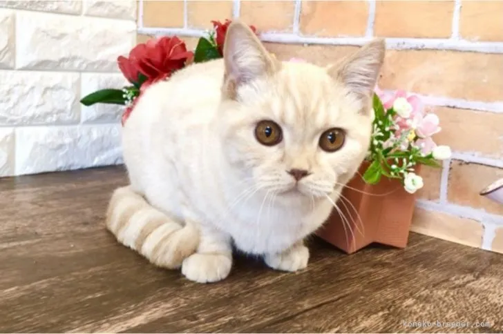 ID：2201-00746の子猫