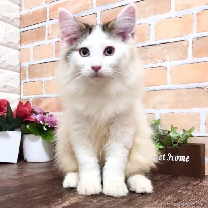 ID:2211-01359の子猫