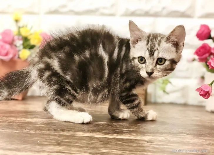 ID：2101-00487の子猫