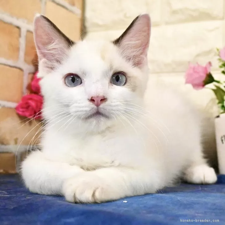 ID：2408-00520の子猫