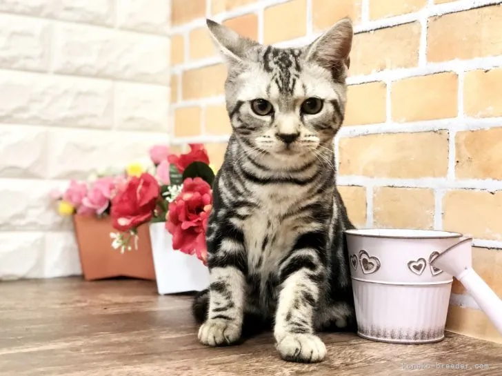 ID：2107-01790の子猫