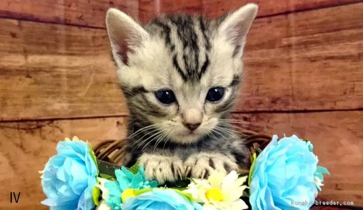 ID:1710-00600の子猫
