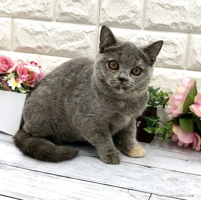 ID：2001-01300の子猫