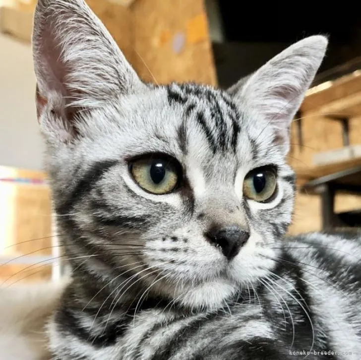 ID：2206-03385の子猫