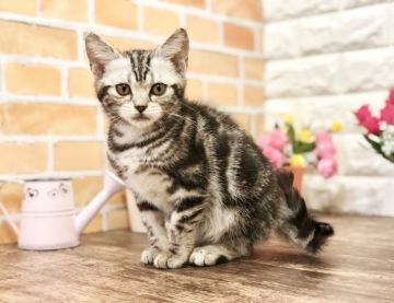 アメリカンショートヘア【東京都・女の子・2020年11月25日・シルバータビー（短毛 シルクタッチ✨）】の写真「父猫はデオトイレのCMに出演中✨ 動画も見てにゃ❤」