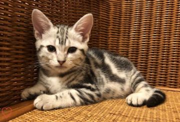 アメリカンショートヘア【東京都・女の子・2018年9月12日・シルバータビー（短毛）】の写真「父猫ダブルチャンピオン」