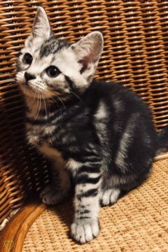 アメリカンショートヘア【東京都・女の子・2018年11月10日・シルバータビー（短毛）】の写真「父ダブルチャンピオン 母CFAチャンピオン血統」