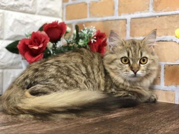 マンチカン(長足)【東京都・女の子・2021年9月5日・ブラウンタビー（長毛(ふわふわもこもこ♡)）】の写真「人気のブラウンタビー✨父親はダブルチャンピオン🏆」