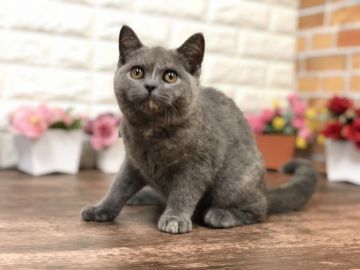 ブリティッシュショートヘア【東京都・女の子・2021年2月16日・ブルークリーム（短毛 ふわふわ♡）】の写真「むっちりボディのお姫様❤可愛い動画も見てにゃ❤」