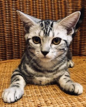 アメリカンショートヘア【東京都・女の子・2018年9月12日・シルバータビー（短毛）】の写真「父猫ダブルチャンピオン」