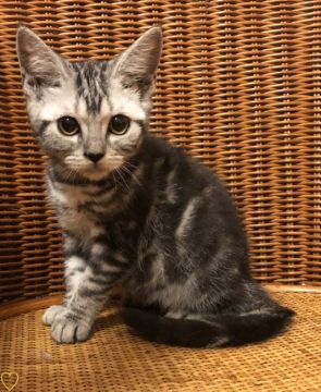 アメリカンショートヘア【東京都・女の子・2018年7月8日・シルバータビー（短毛）】の写真「父猫ダブルチャンピオン、母猫CFAチャンピオン血統」