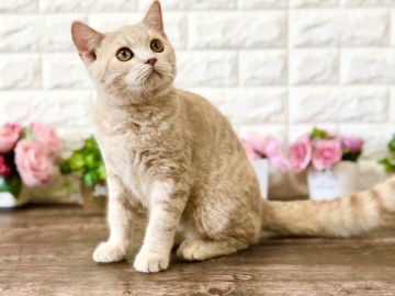 ブリティッシュショートヘア【東京都・男の子・2021年7月4日・クリームタビー（もこもこトリプルコート）】の写真「父親はダブルチャンピオン✨可愛い動画も見てにゃ❤️」