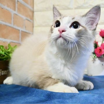 ラグドール【東京都・男の子・2024年7月16日・シールリンクスポイントバイカラー（ふわふわモコモコ💕）】の写真「年末年始特別価格🎍12万円お値引✨️父チャンピオン」