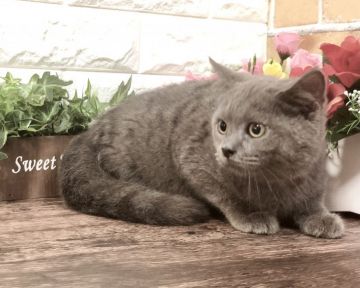 ブリティッシュショートヘア【東京都・男の子・2021年4月8日・ブリティッシュブルー（もこもこトリプルコート）】の写真「父親はダブルチャンピオン✨可愛い動画も見てにゃ❤️」