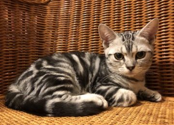 アメリカンショートヘア【東京都・女の子・2018年7月19日・シルバータビー（短毛）】の写真「父猫ダブルチャンピオン、母猫CFAチャンピオン血統」
