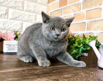 ブリティッシュショートヘア【東京都・男の子・2022年3月10日・ブリティッシュブルー（もこもこトリプルコート）】の写真「むちむちボディーの王子様✨可愛い動画も見てにゃ❤️」