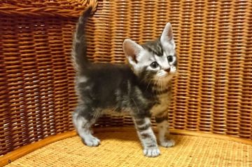アメリカンショートヘア【東京都・男の子・2018年2月26日・シルバータビー（短毛(シルキー)）】の写真「父猫ダブルチャンピオン、母猫CFAチャンピオン血統」