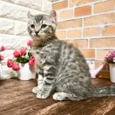 ブリティッシュショートヘアxアメリカンカール【東京都・男の子・2023年4月7日・シルバーマッカレルタビー】の写真1