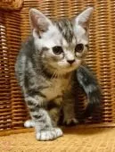 アメリカンショートヘア【東京都・女の子・2018年4月6日・シルバータビー】の写真1「大きなクリクリお目目が愛らしいです♡」