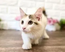 ノルウェージャンフォレストキャット【東京都・女の子・2021年7月1日・キャリコ】の写真1