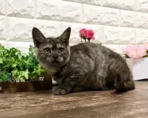 マンチカン(長足)【東京都・女の子・2021年12月14日・ブラックスモーク】の写真1