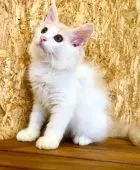 ノルウェージャンフォレストキャット【東京都・男の子・2020年5月13日・クリーム&ホワイト】の写真2「ホワイトとほんのりレッドタビーの柄が入り、美しく品のある王子です✨」