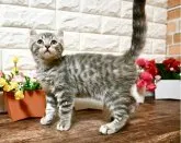 ブリティッシュショートヘアxアメリカンカール【東京都・男の子・2023年4月7日・シルバーマッカレルタビー】の写真2