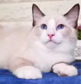 ラグドール【東京都・男の子・2024年6月1日・シールポイントバイカラー】の写真2