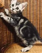 アメリカンショートヘア【東京都・女の子・2018年11月10日・シルバータビー】の写真2「太く、クッキリとしたタビー柄が美しいです♡」