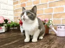 ブリティッシュショートヘア【東京都・男の子・2021年11月15日・ブルー&ホワイト】の写真2