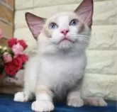 ラグドール【東京都・男の子・2024年6月5日・シールポイントバイカラー】の写真2