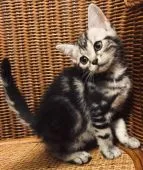 アメリカンショートヘア【東京都・女の子・2018年11月10日・シルバータビー】の写真3「額のM柄もしっかり出てますよ♡」