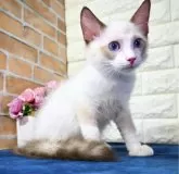 ラグドール【東京都・男の子・2024年6月5日・シールポイントバイカラー】の写真4