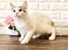 ノルウェージャンフォレストキャット【東京都・女の子・2021年7月1日・キャリコ】の写真4