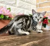 アメリカンショートヘア【東京都・男の子・2022年3月24日・シルバータビー】の写真5