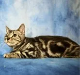 アメリカンショートヘア【東京都・男の子・2022年11月24日・シルバータビー】の写真5