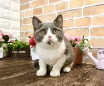 ブリティッシュショートヘア【東京都・男の子・2021年11月15日・ブルー&ホワイト】の写真5