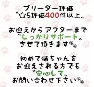 マンチカン(短足)【東京都・男の子・2025年6月27日・ブラウンマッカレルタビー】の写真11