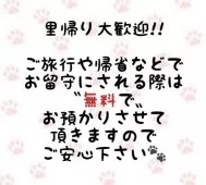 ラグドール【東京都・男の子・2025年8月5日・ブルーポイントバイカラー】の写真11
