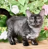 マンチカン(長足)【東京都・女の子・2025年7月28日・シルバーブラックタビー】の写真10